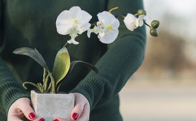 THE ORCHID